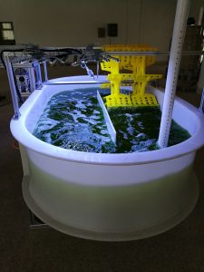 小球藻在跑道池光生物反應器中培養(yǎng)