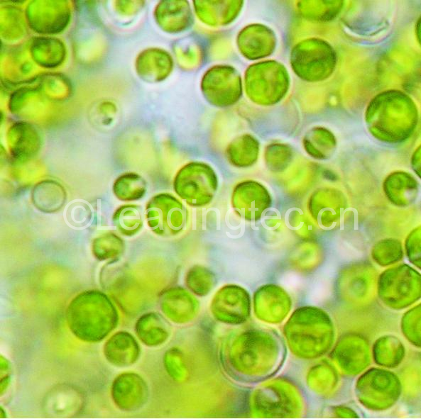 生物科技:讓微藻成為陽光驅(qū)動“活的化工廠”