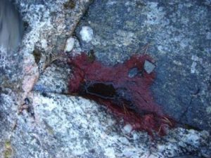 圖1. 自然環(huán)境中石頭坑里的雨生紅球藻，水洼干涸后形成紅色藻痂（By K. Chekanov et al., 2006）