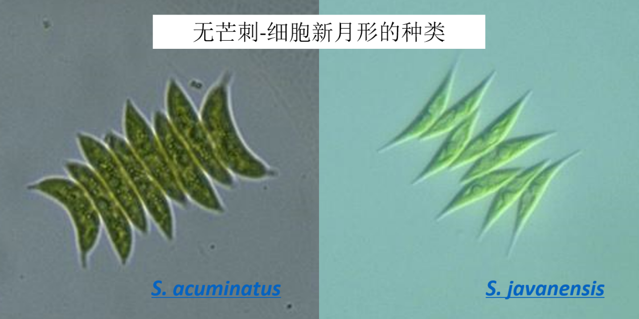 柵藻 Scenedesmus