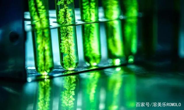 同是Omega-3來(lái)源，微藻可否替代魚類？